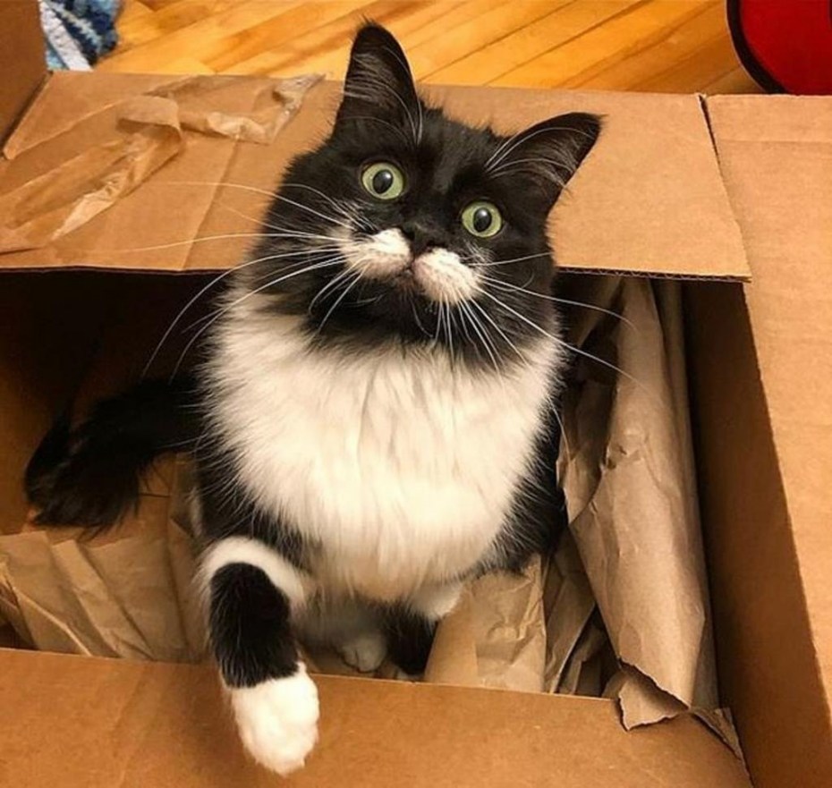 Коты с необычной внешностью