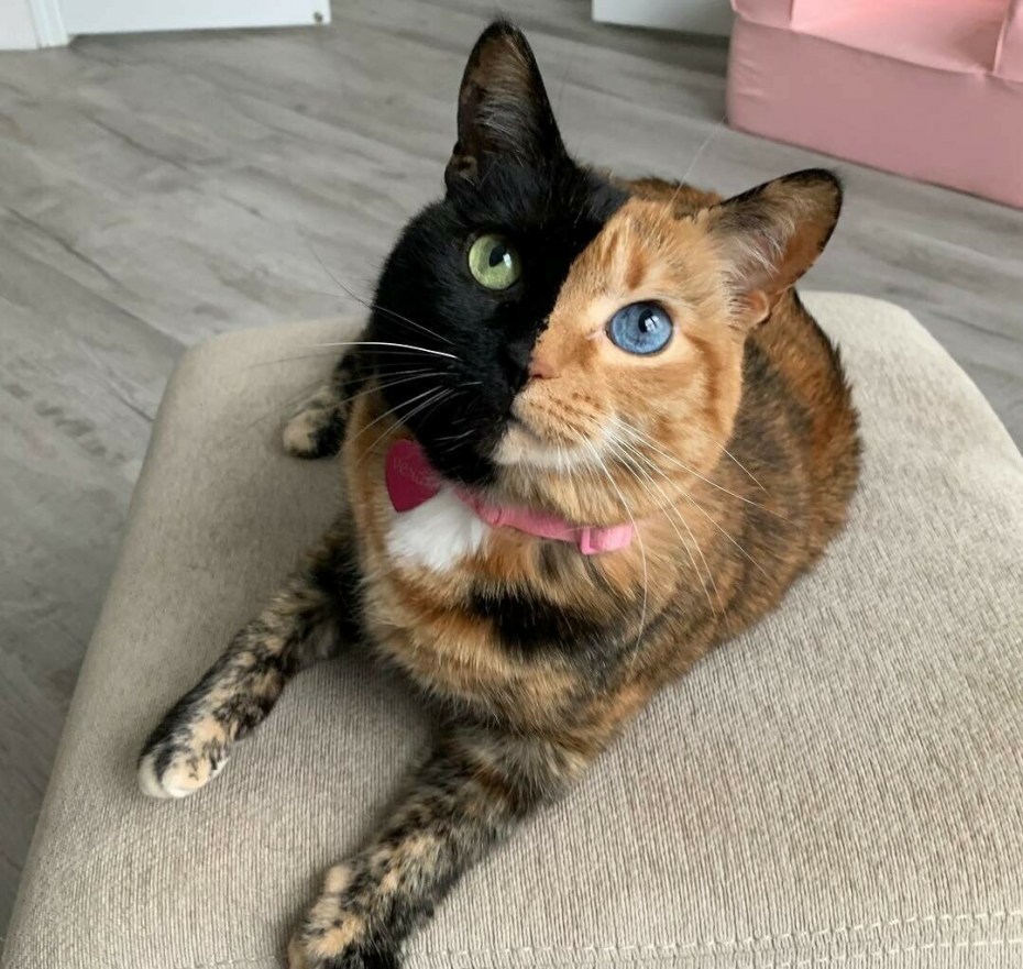 Необычные коты