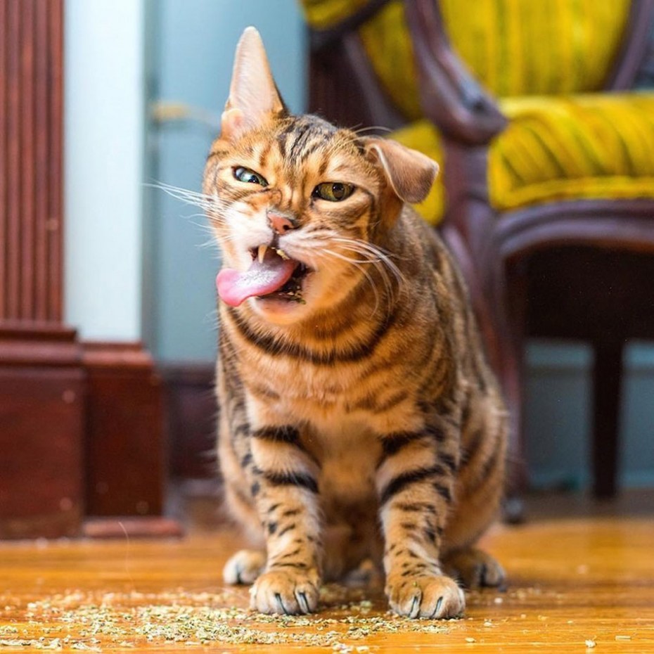 Забавные коты