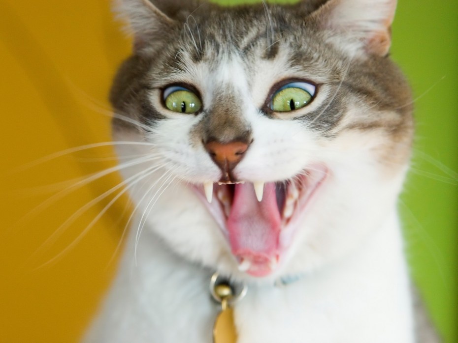 Бешеные коты