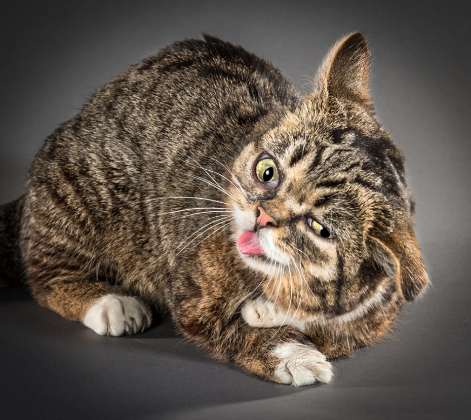 Мимишные котики
