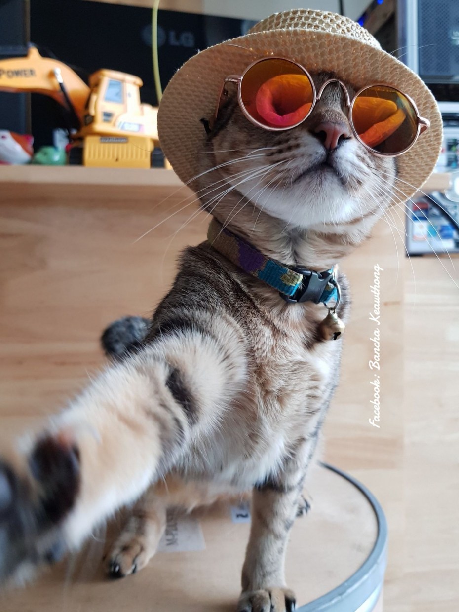 Кошечка в очках