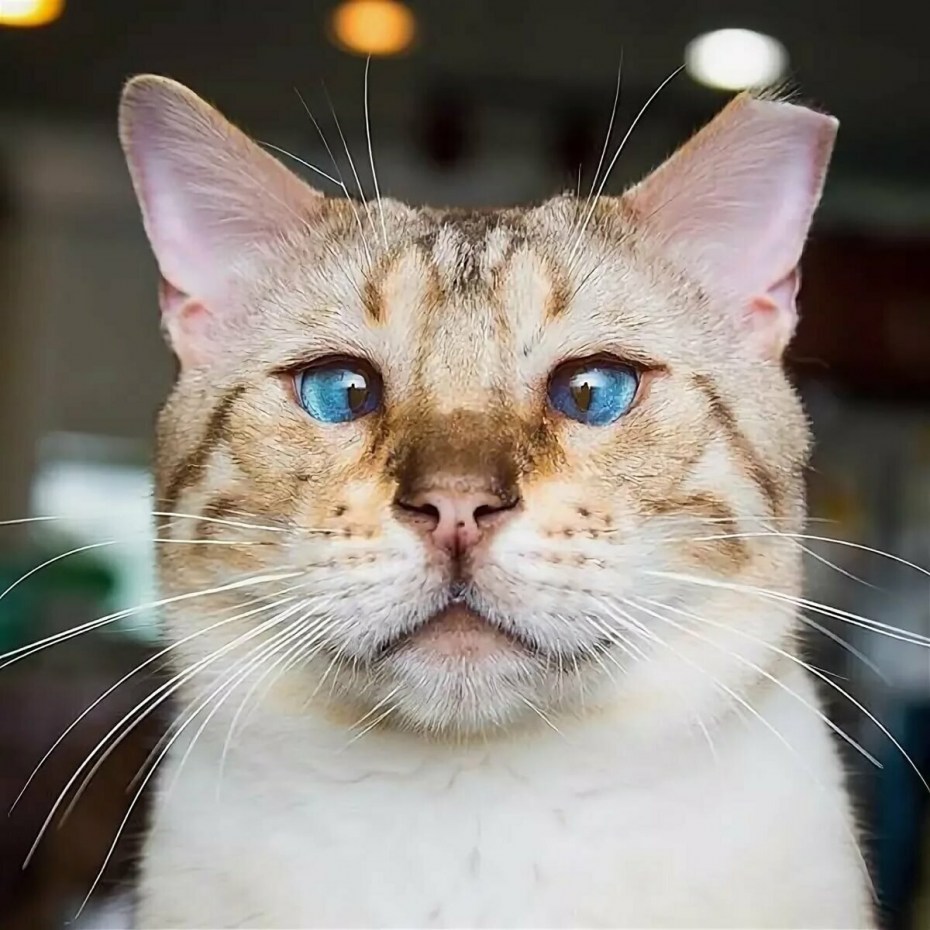 Смешне кот