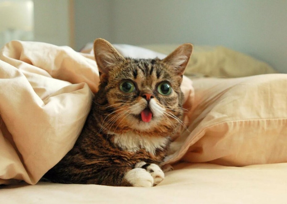 Тупой кот