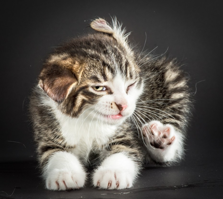 Смешные котята