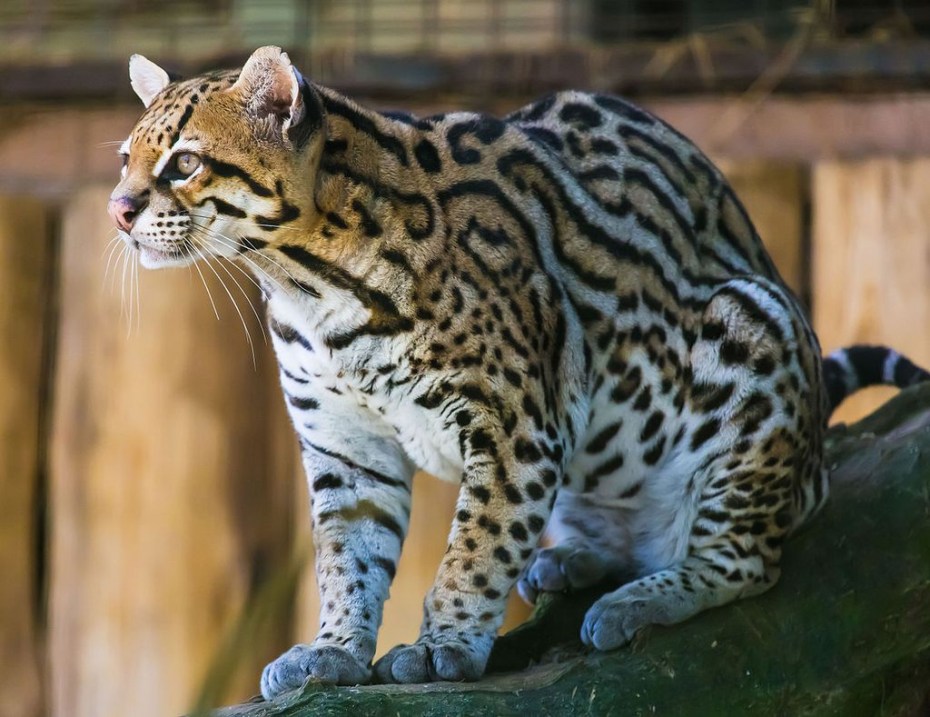 Онцилла тигровая кошка