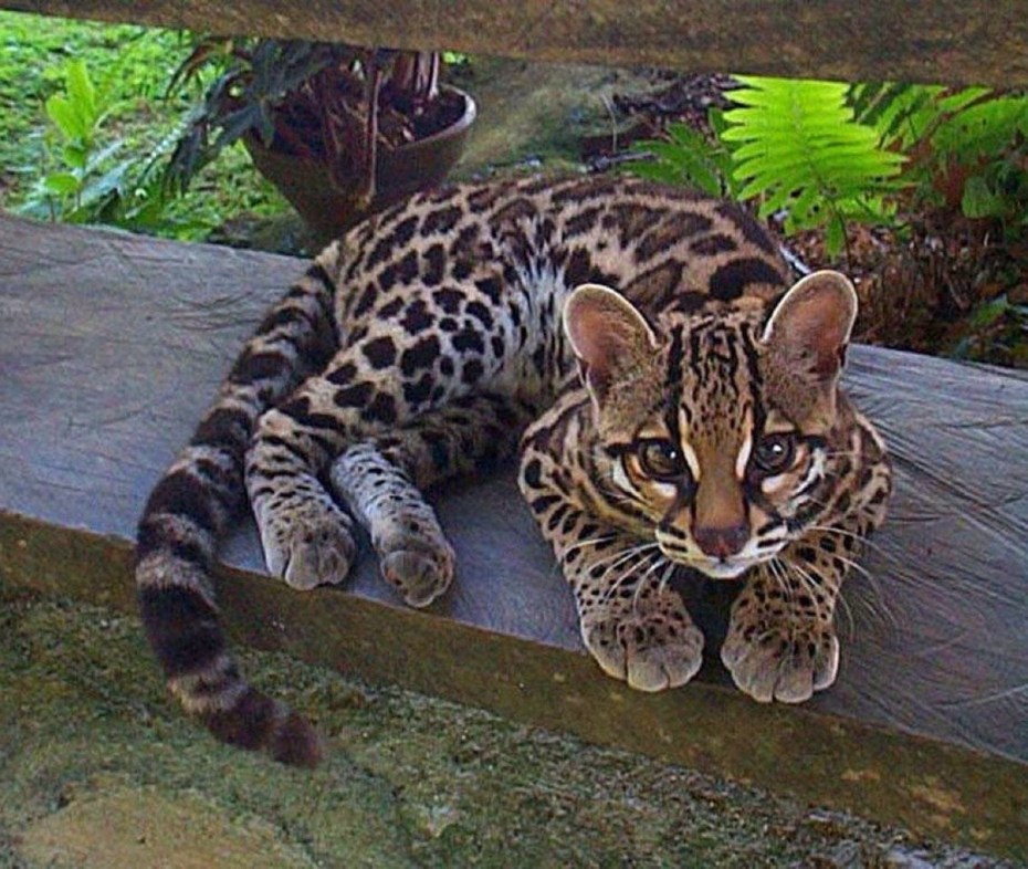 Моргай кот