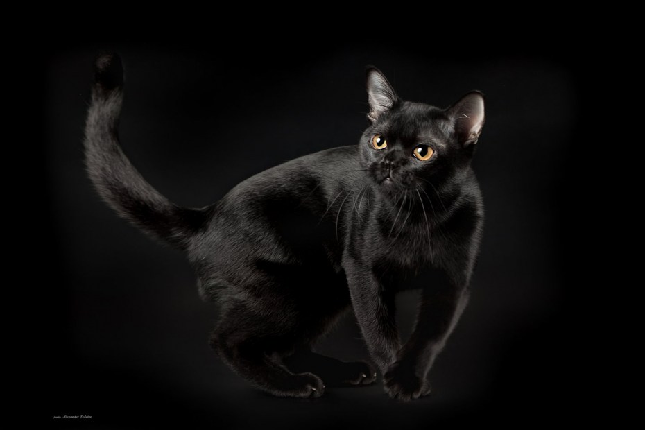 Бомбейская короткошерстная кошка