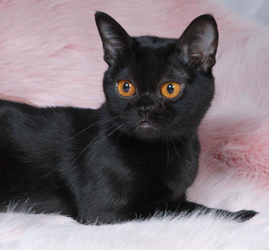 Бомбейская кошка котенок