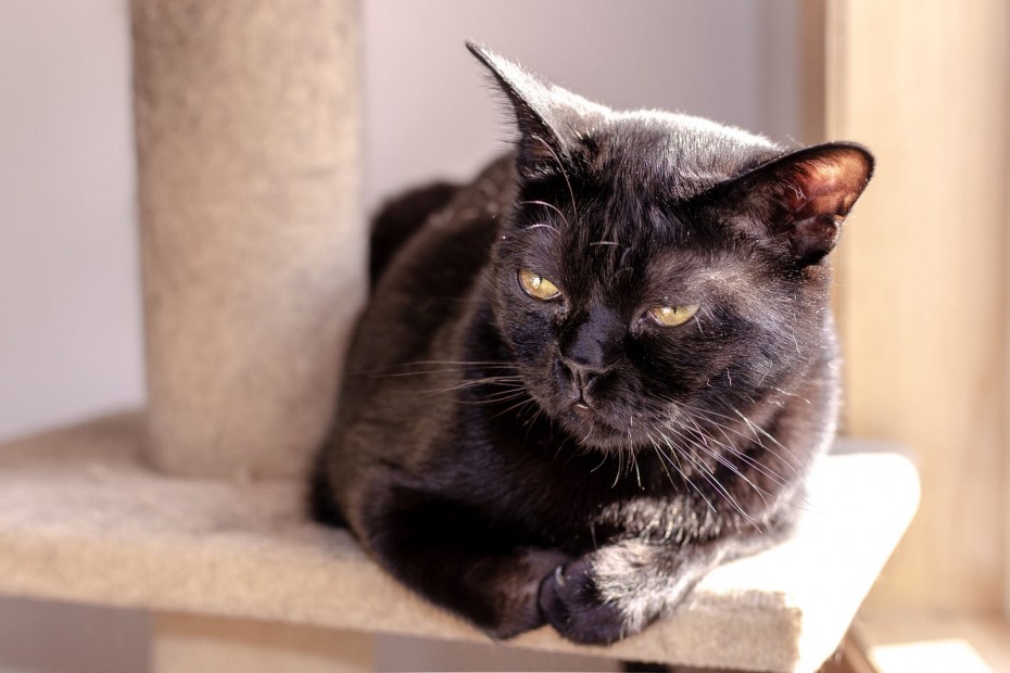 Бомбейская кошка котенок