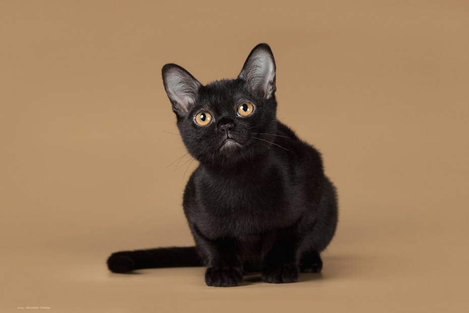 Бомбейская кошка