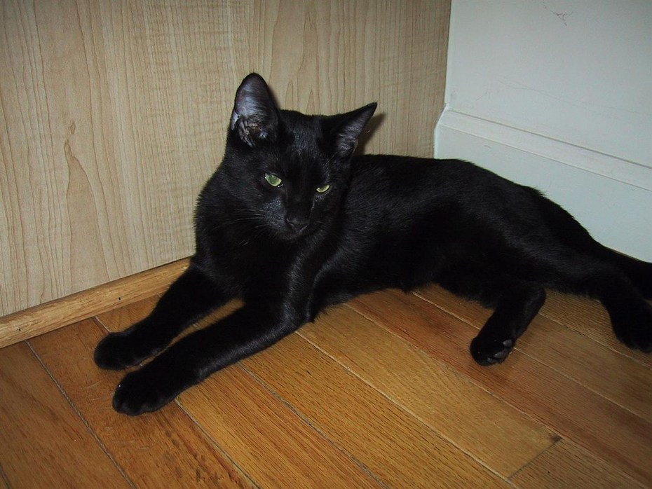 Бомбейская кошка
