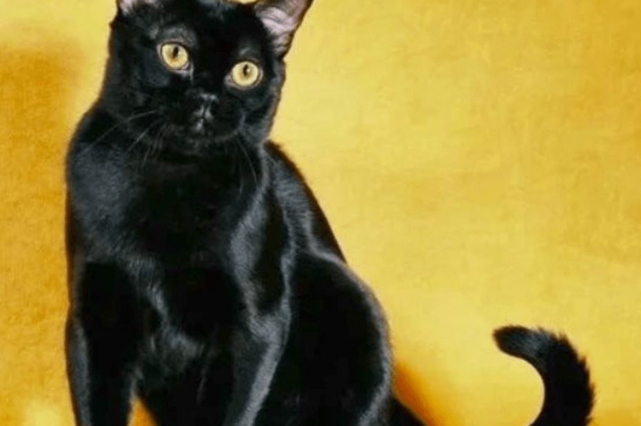 Бомбейская кошка котенок