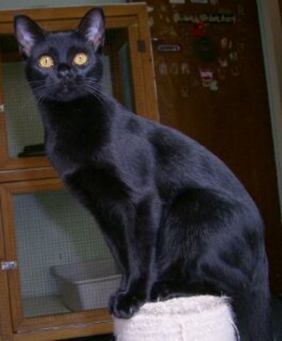 Британская Бомбейская кошка
