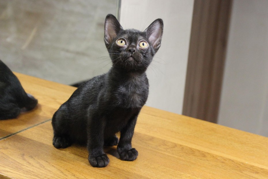 Бомбейская короткошерстная кошка