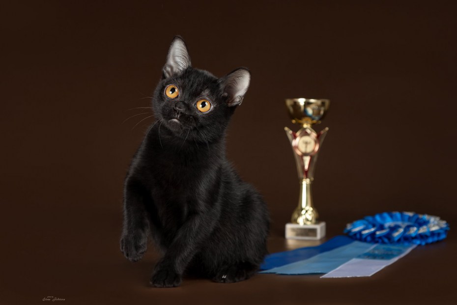 Бомбейская кошка котенок
