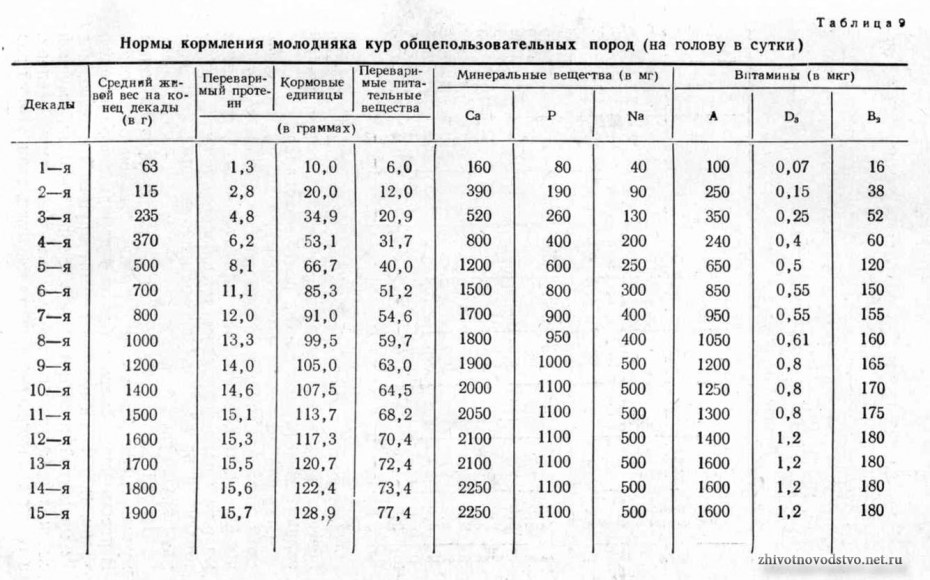 Курица Несушка норма кормления