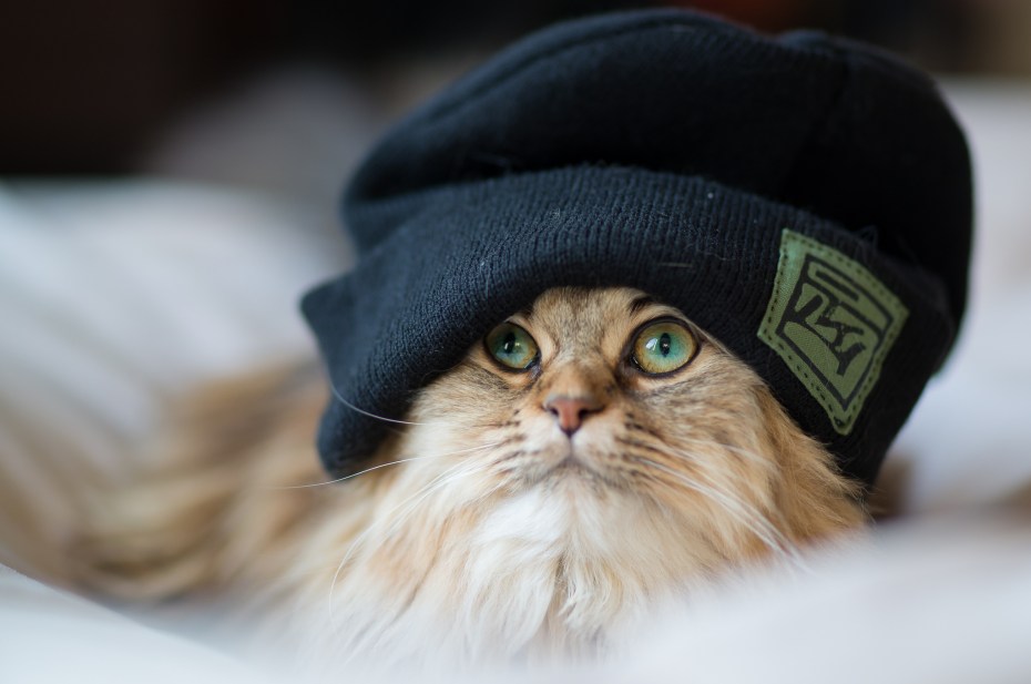Кот в очках