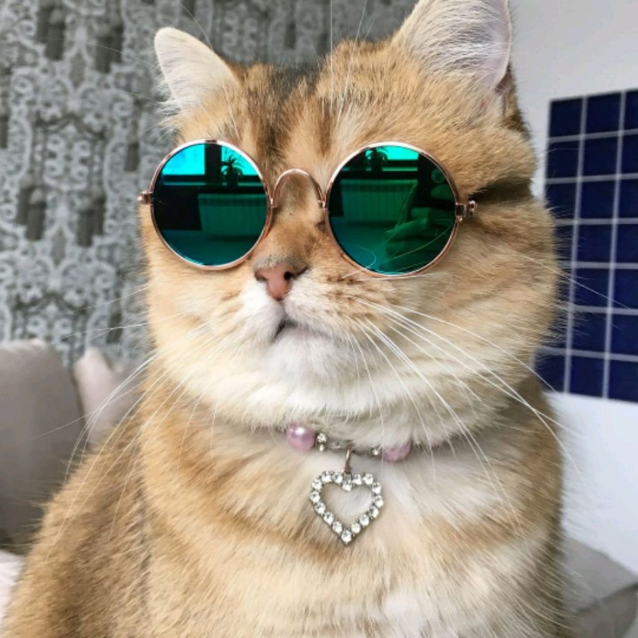Кошак в очках