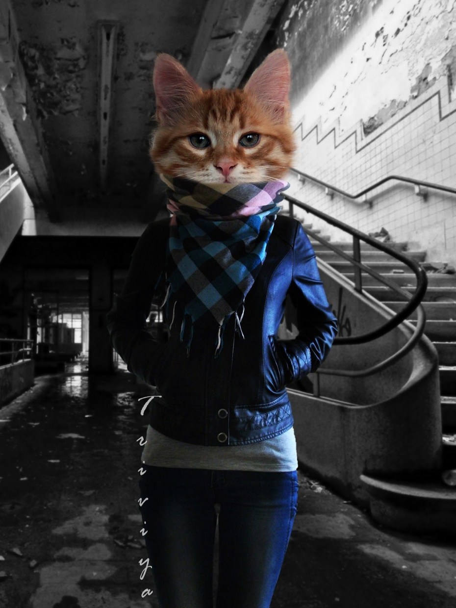 Круто кот