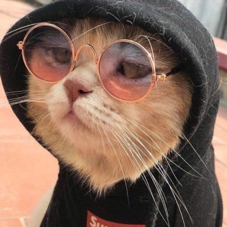 Котик в очках