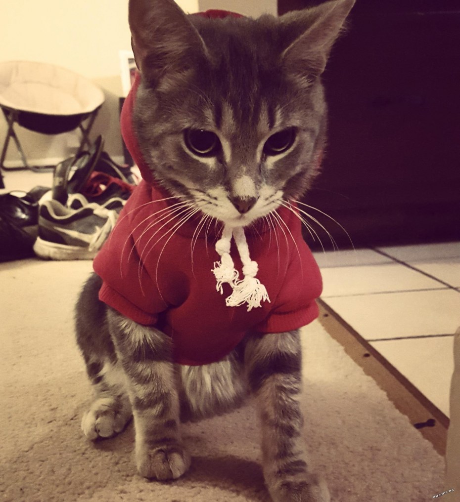 Шапочка котика