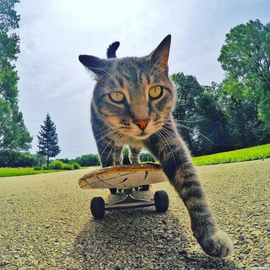 Кот в очках