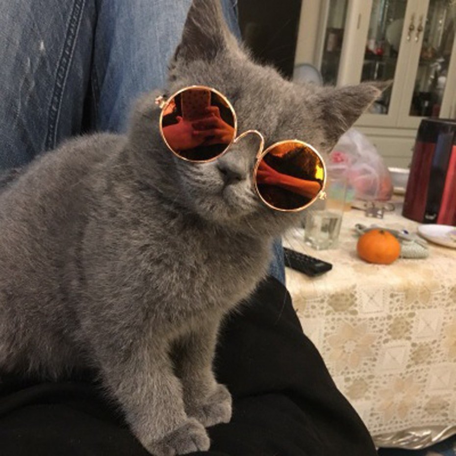 Крутой кот
