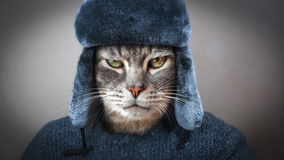 Кот на скейте