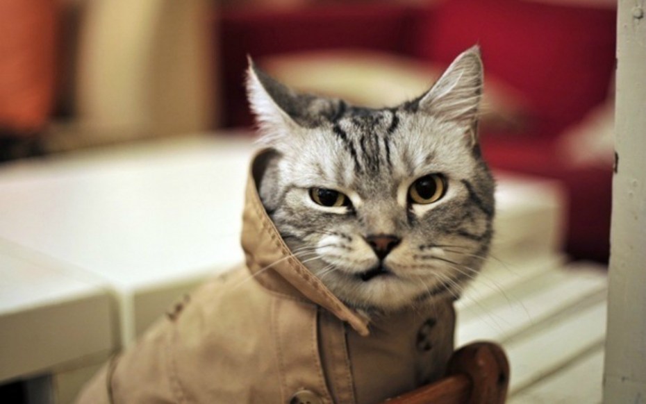 Аватарка кот