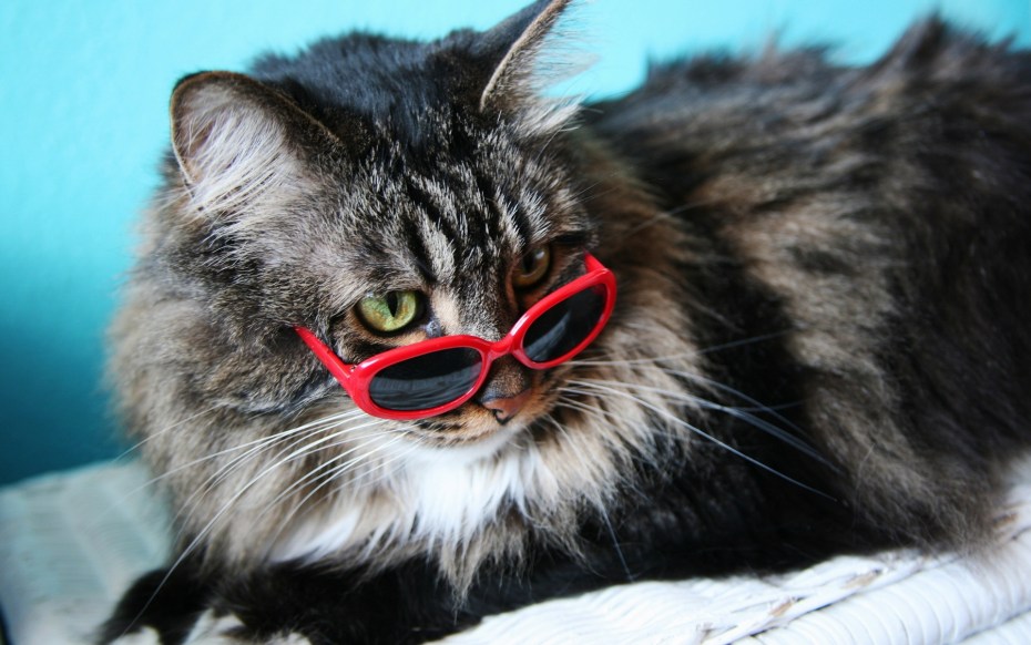 Котенок в капюшоне