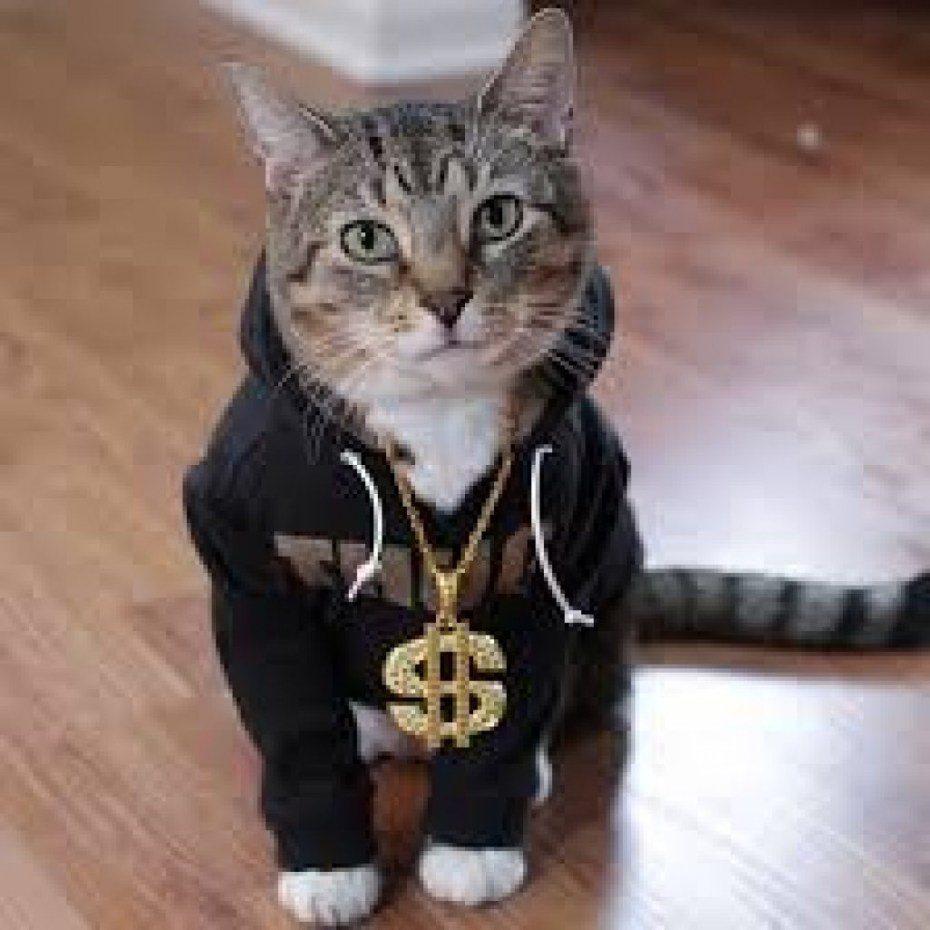 Котик в кепке