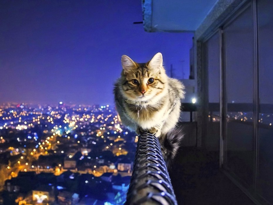 Кошка в шапке ушанке