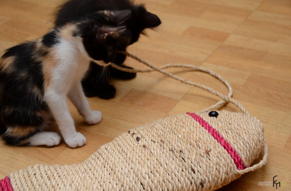 Коты и когтеточка