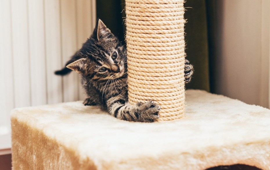 Котенок с когтеточкой