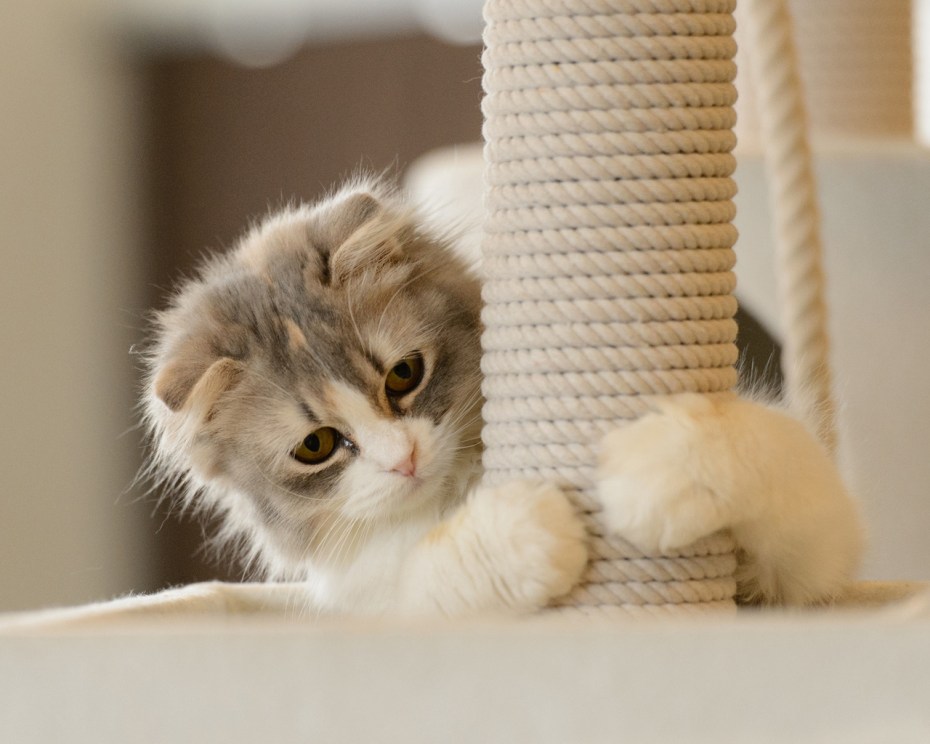 Котенок с когтеточкой
