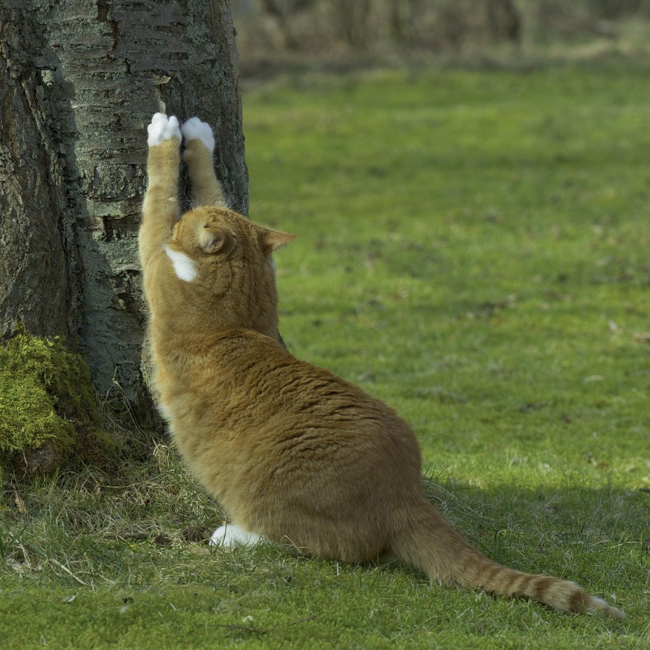Кошка дерёт дерево
