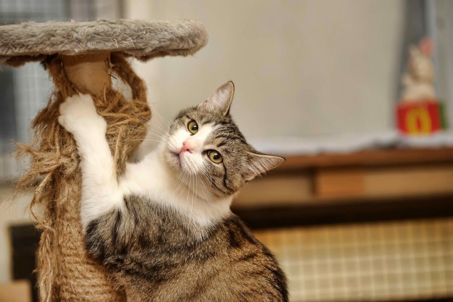 Кот обнимает столб