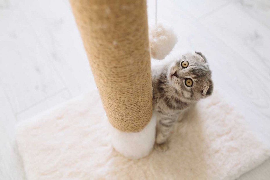 Котенок с когтеточкой