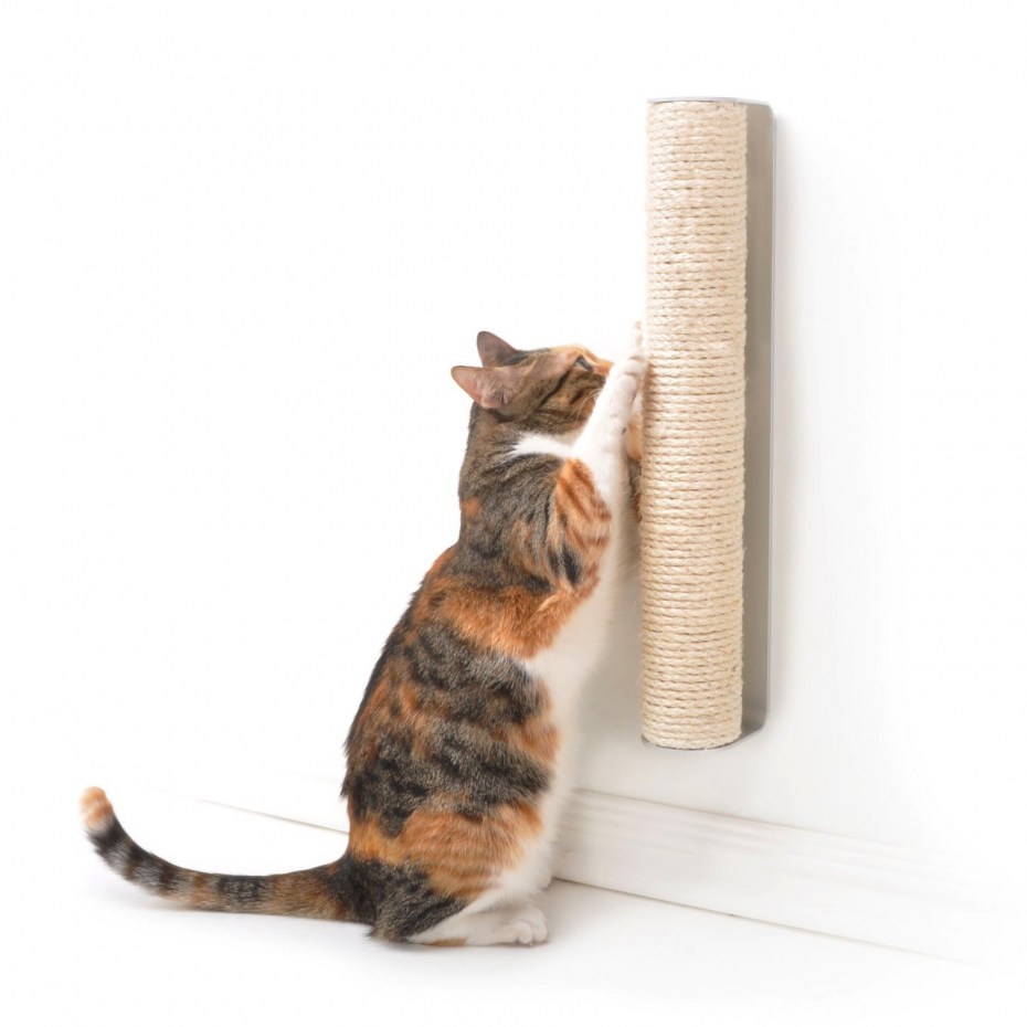 Котенок Scratcher