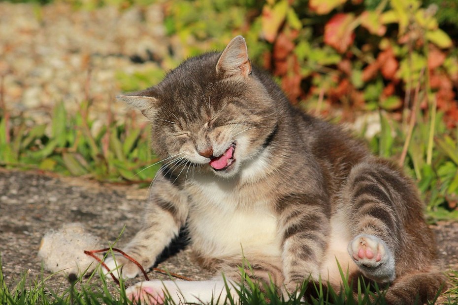 Забавные коты