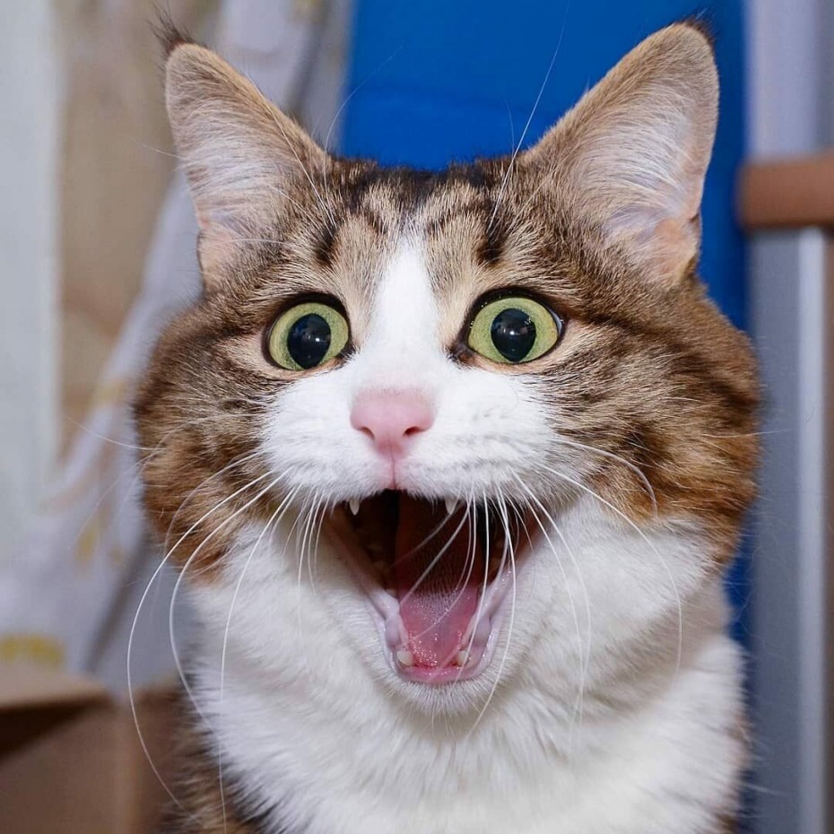 Смешной кот