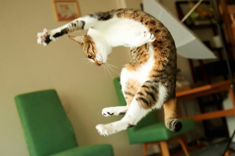 Коты веселятся