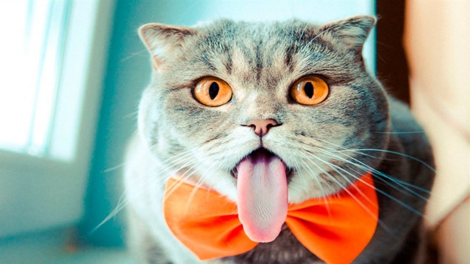 Котенок с высунутым языком
