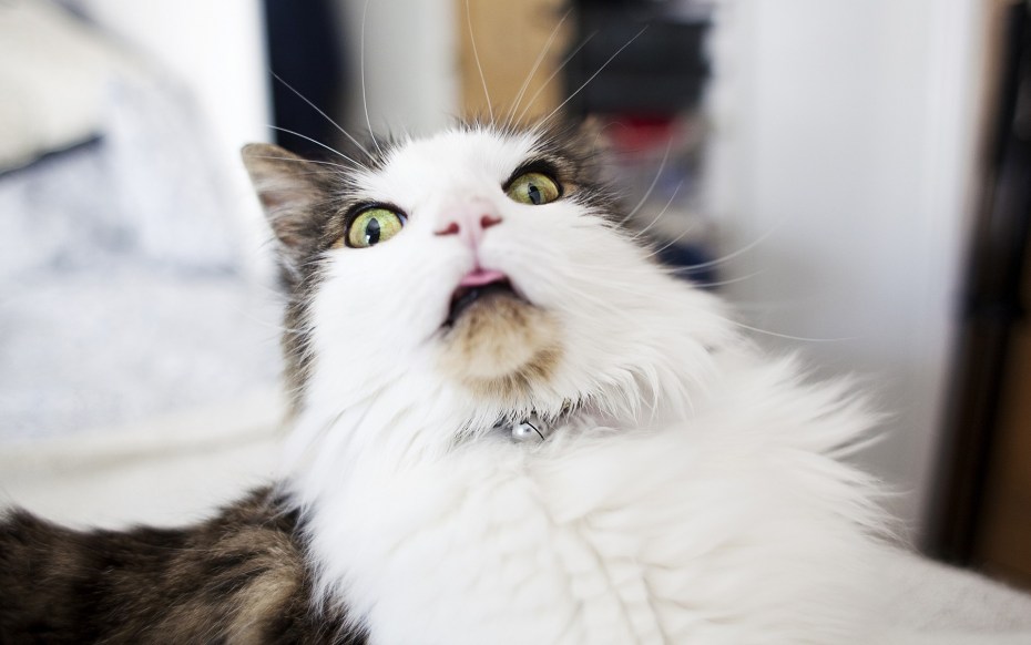 Удивлённый кот