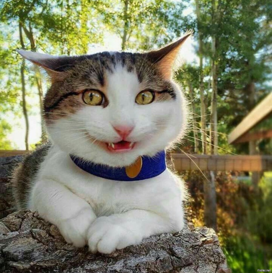 Смешной кот