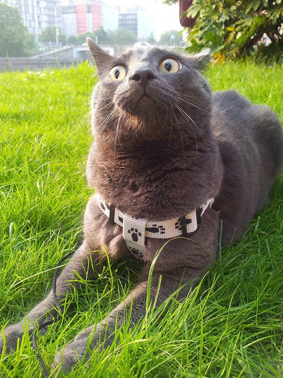 Угарные коты