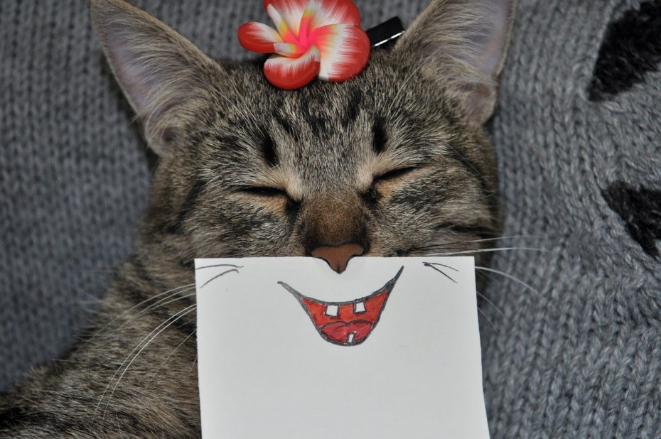 Улыбка кота