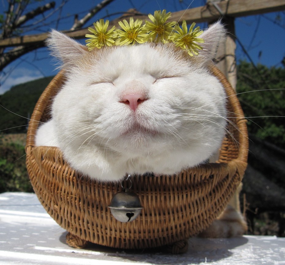 Довольный кот