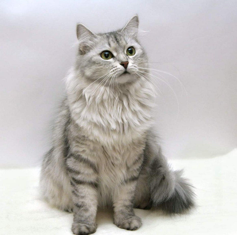 Кошка сибирская порода серая - картинки и фото koshka.top